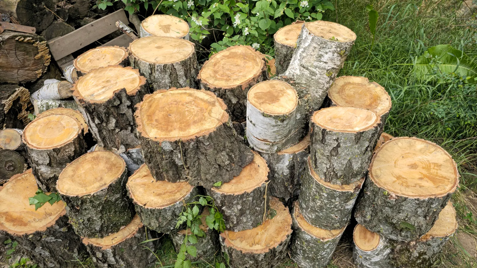 Услуги арбориста в Динском районе