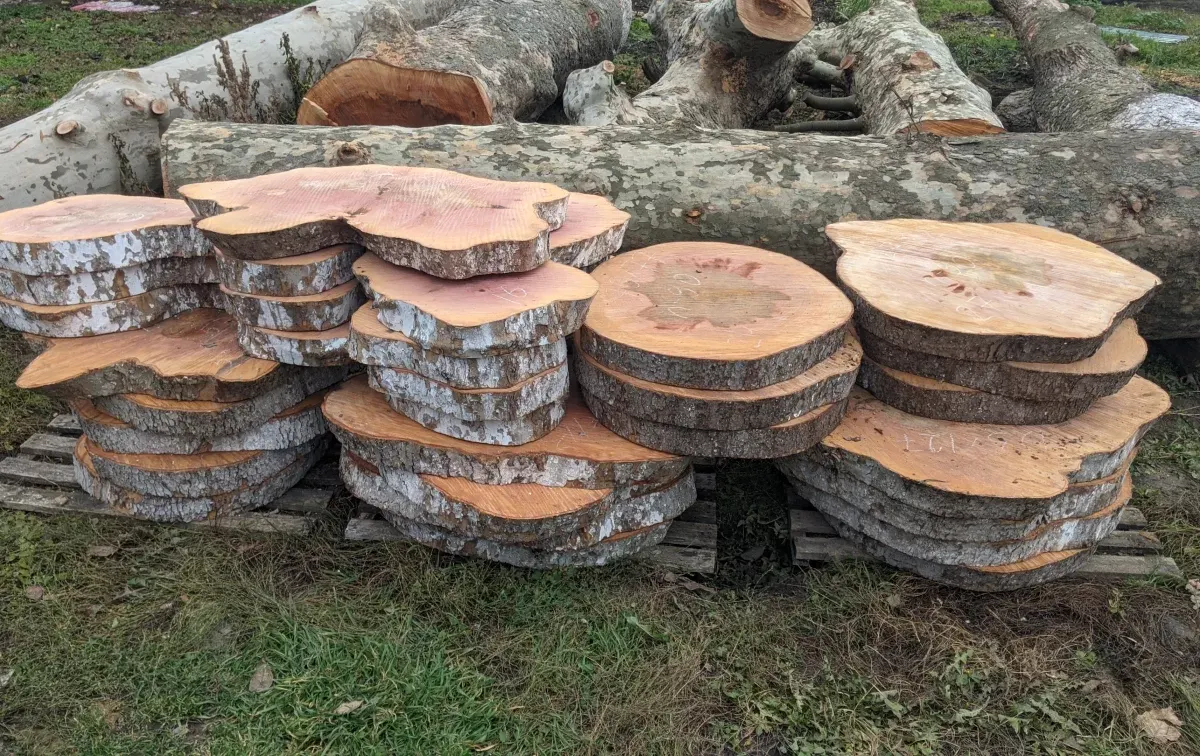 Продам спилы и слэбы из древесины